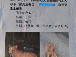 狗狗小白流浪狗竹岗,狗狗小白流浪狗竹岗的离奇经历