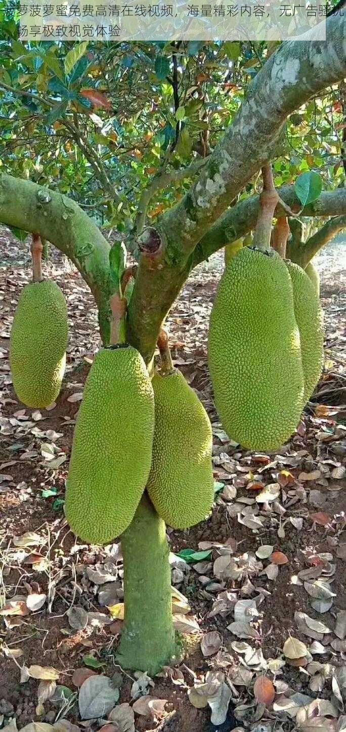 菠萝菠萝蜜免费高清在线视频,海量精彩内容,无广告骚扰,畅享极致视觉体验