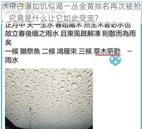 水帘白瀑如饥似渴一丛金黄排名再次被抢,究竟是什么让它如此受宠?