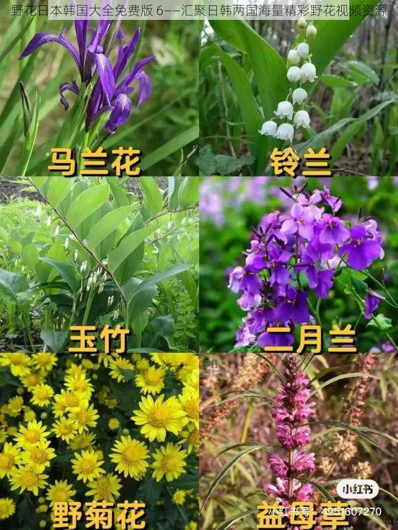 野花日本韩国大全免费版 6——汇聚日韩两国海量精彩野花视频资源