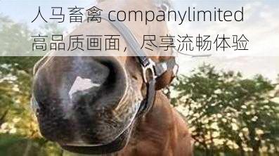 人马畜禽 companylimited 高品质画面,尽享流畅体验