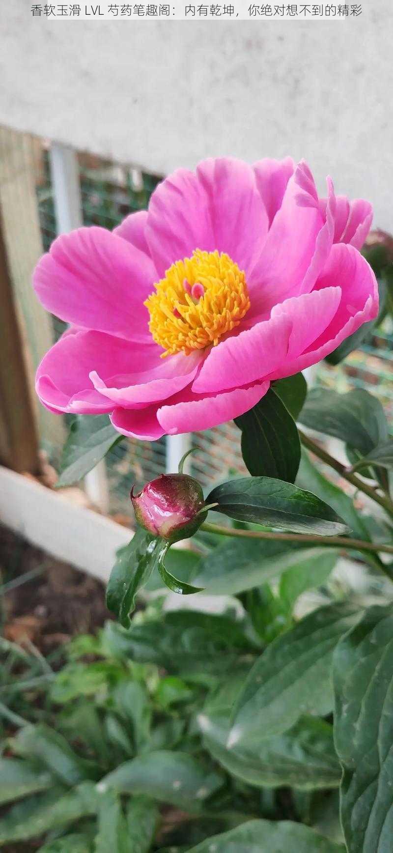 香软玉滑 LVL 芍药笔趣阁:内有乾坤,你绝对想不到的精彩