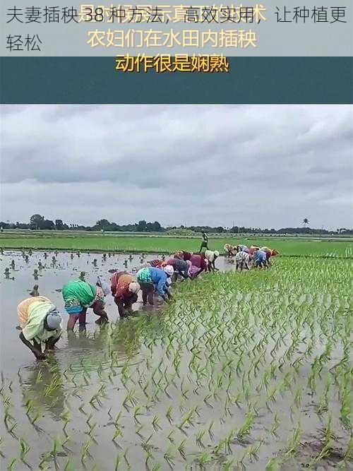 夫妻插秧 38 种方法,高效实用,让种植更轻松