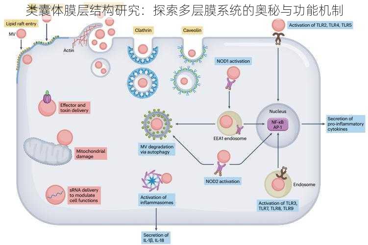 类囊体膜层结构研究：探索多层膜系统的奥秘与功能机制