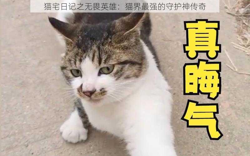 猫宅日记之无畏英雄：猫界最强的守护神传奇