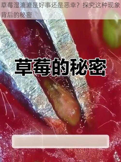 草莓湿漉漉是好事还是恶幸？探究这种现象背后的秘密