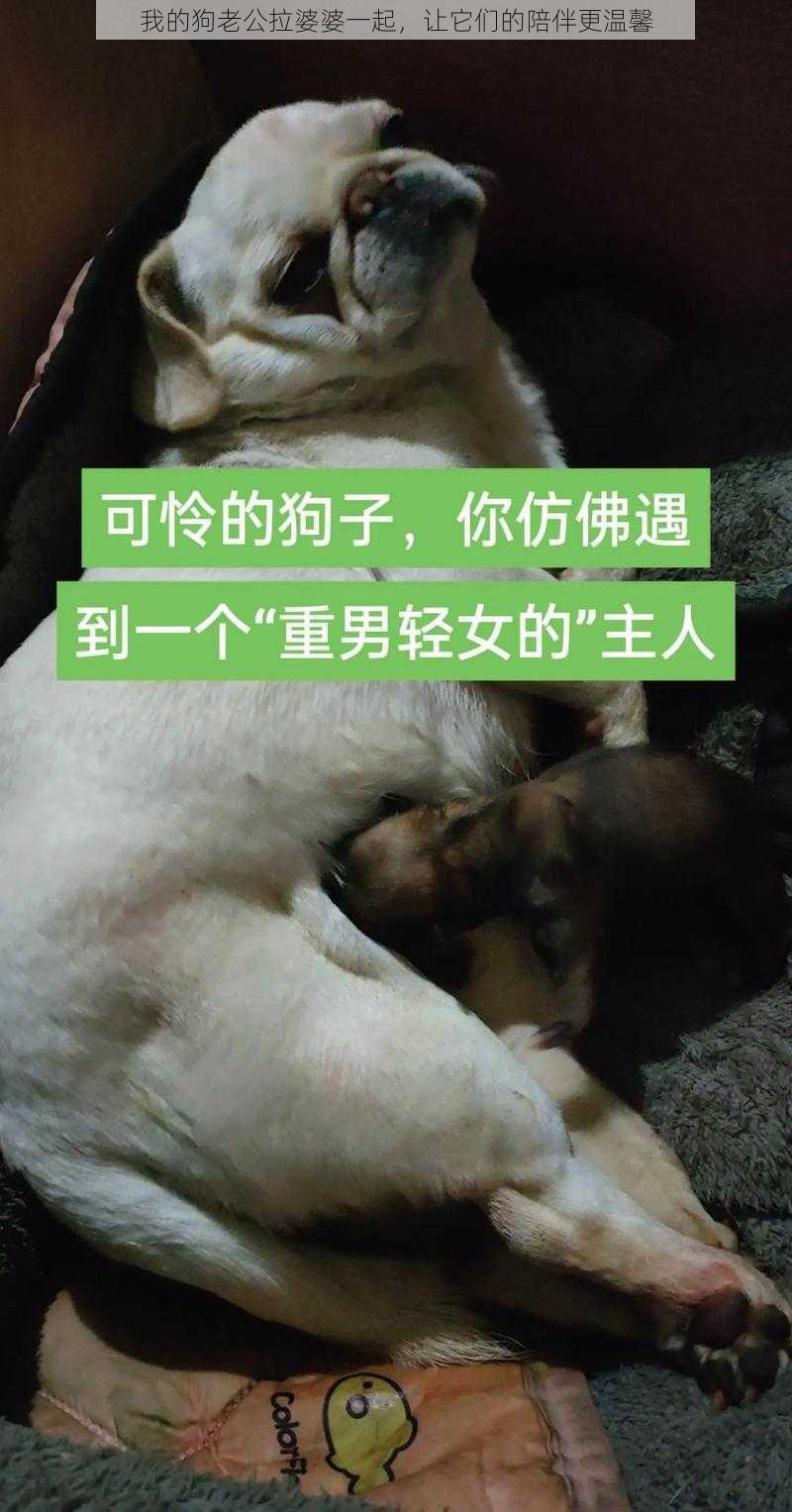 我的狗老公拉婆婆一起，让它们的陪伴更温馨