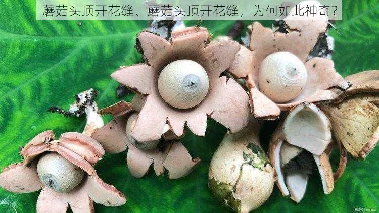 蘑菇头顶开花缝、蘑菇头顶开花缝,为何如此神奇?