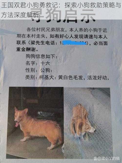 王国双君小狗勇救记:探索小狗救助策略与方法深度解析