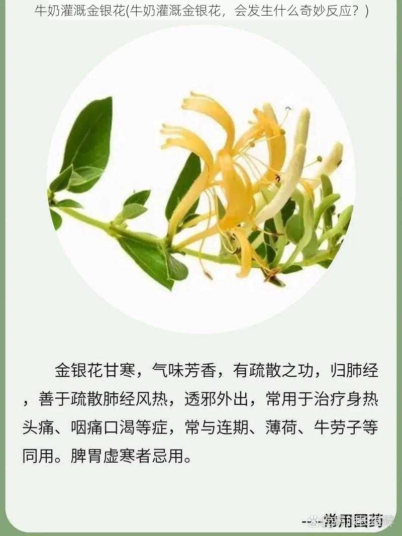 牛奶灌溉金银花(牛奶灌溉金银花，会发生什么奇妙反应？)