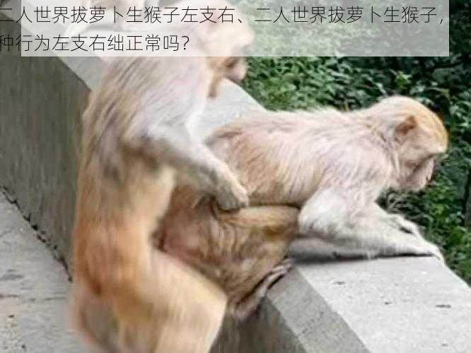 二人世界拔萝卜生猴子左支右、二人世界拔萝卜生猴子，这种行为左支右绌正常吗？