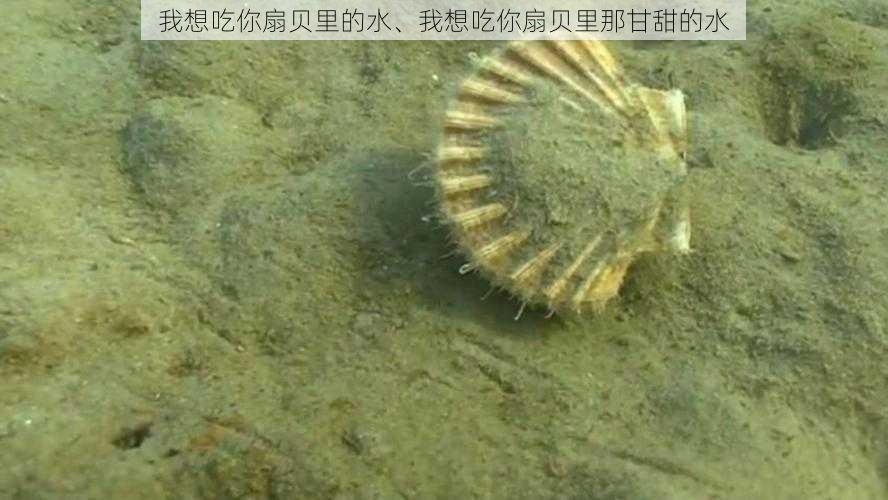 我想吃你扇贝里的水、我想吃你扇贝里那甘甜的水