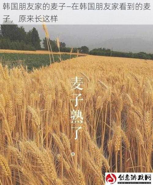 韩国朋友家的麦子—在韩国朋友家看到的麦子,原来长这样