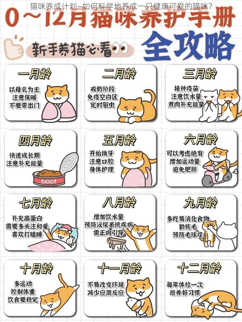 猫咪养成计划—如何科学地养成一只健康可爱的猫咪？