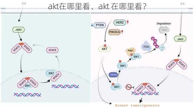 akt在哪里看、akt 在哪里看？