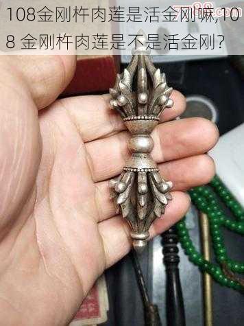 108金刚杵肉莲是活金刚嘛,108 金刚杵肉莲是不是活金刚？