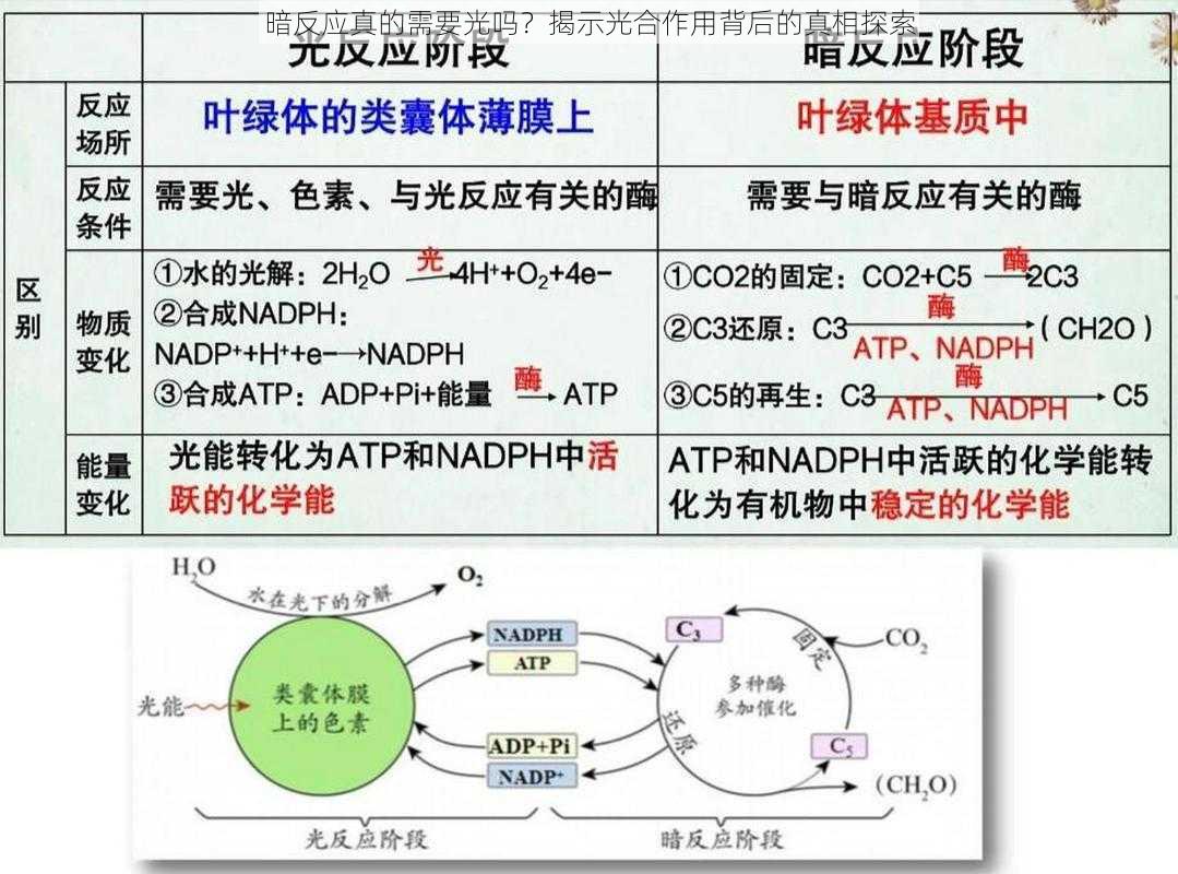 暗反应真的需要光吗？揭示光合作用背后的真相探索